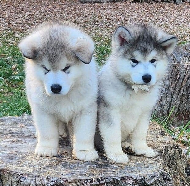 Kalamals Alaskan Malamute media 2