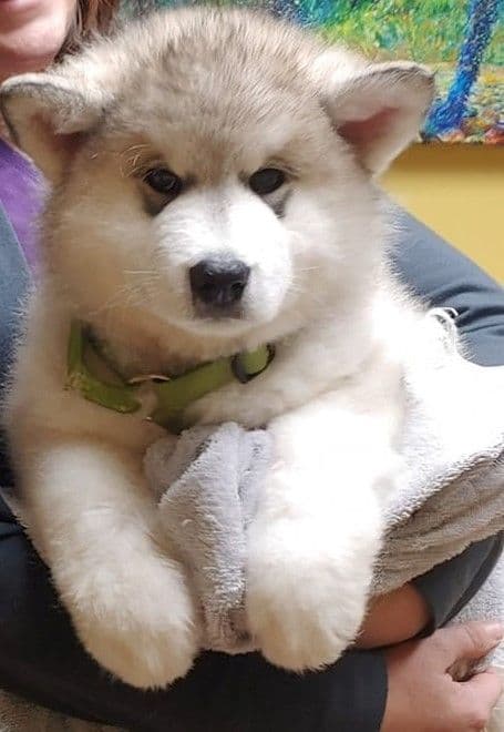 Kalamals Alaskan Malamute media 3