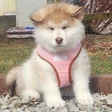 Kalamals Alaskan Malamute media 4