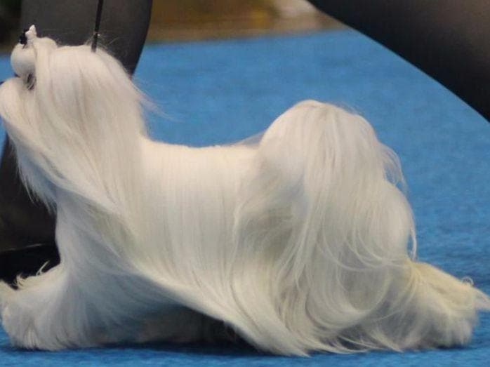 Maltese Puppies Available Soon❣️❣️ breeder image 5