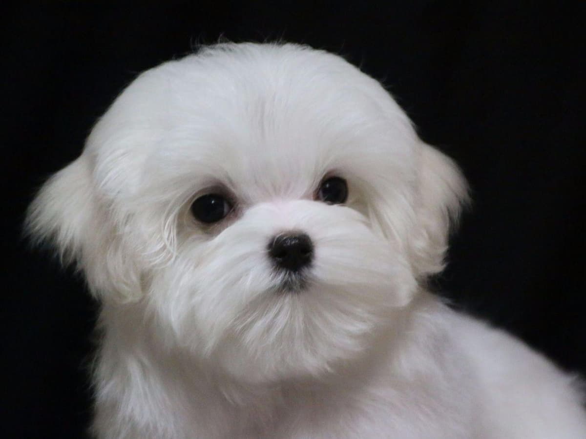Maltese Puppies Available Soon❣️❣️ breeder image 20
