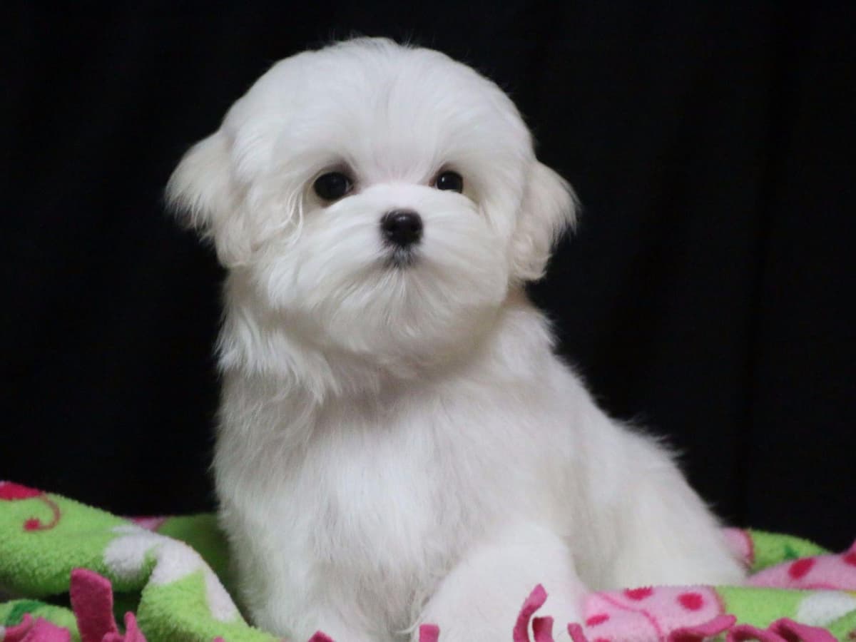 Maltese Puppies Available Soon❣️❣️ breeder image 21
