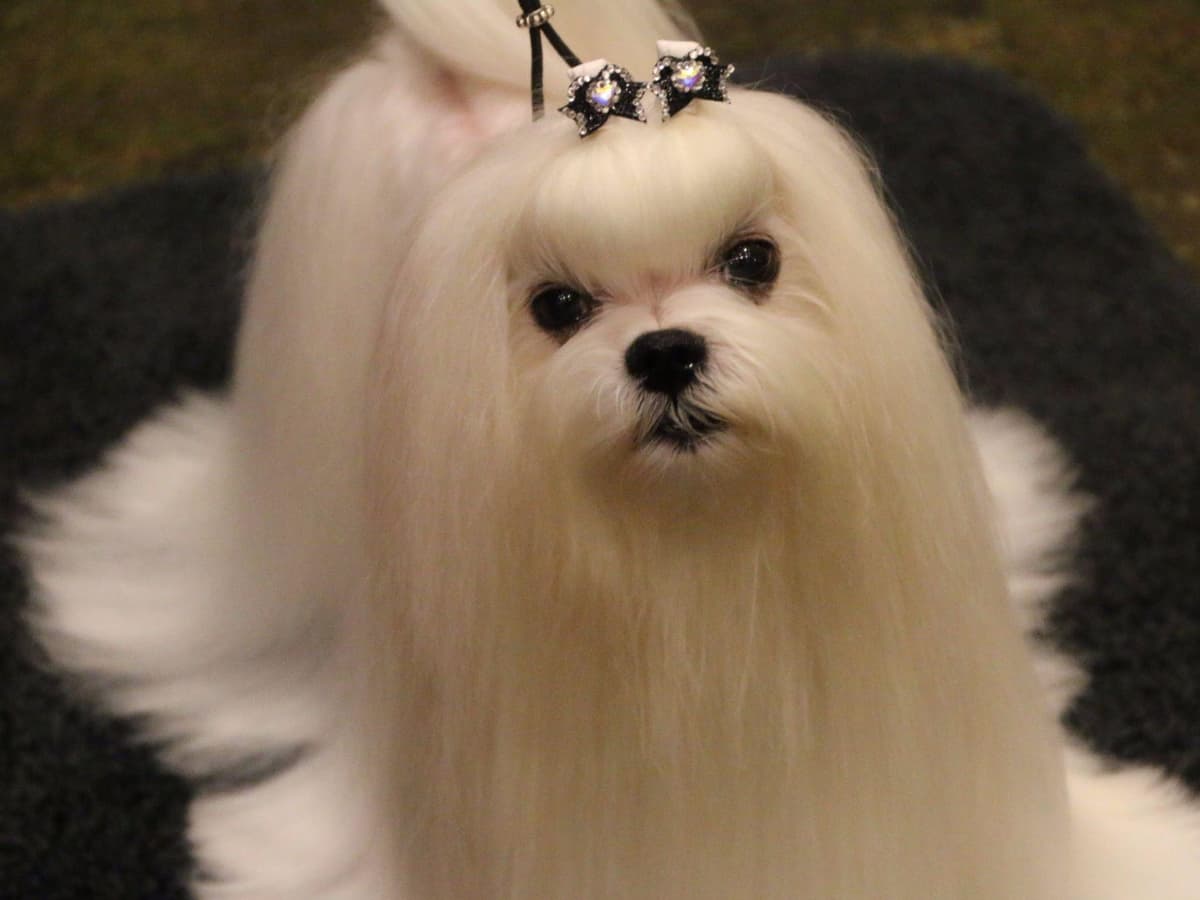 Maltese Puppies Available Soon❣️❣️ breeder image 22