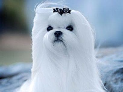 Maltese Puppies Available Soon❣️❣️ breeder image 25