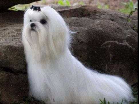 Maltese Puppies Available Soon❣️❣️ breeder image 26
