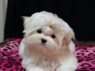 Maltese Puppies Available Soon❣️❣️ breeder image 27