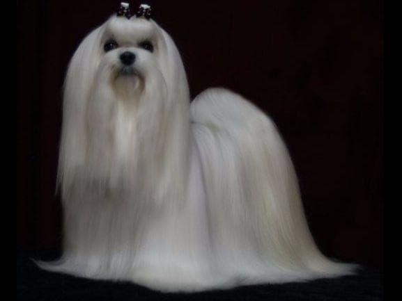 Maltese Puppies Available Soon❣️❣️ breeder image 28