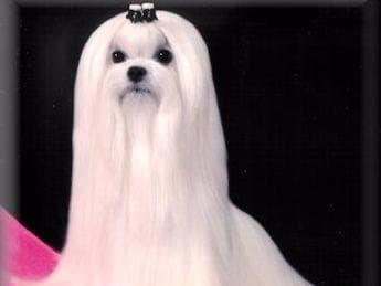 Maltese Puppies Available Soon❣️❣️ breeder image 30
