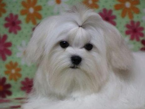 Maltese Puppies Available Soon❣️❣️ breeder image 31