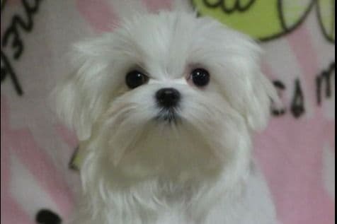Maltese Puppies Available Soon❣️❣️ breeder image 2