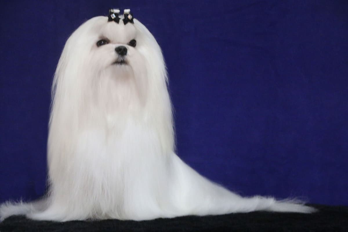 Maltese Puppies Available Soon❣️❣️ breeder image 32