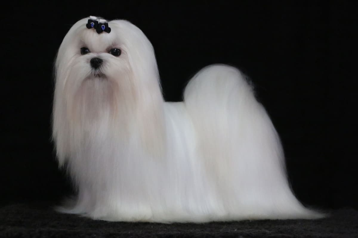 Maltese Puppies Available Soon❣️❣️ breeder image 33