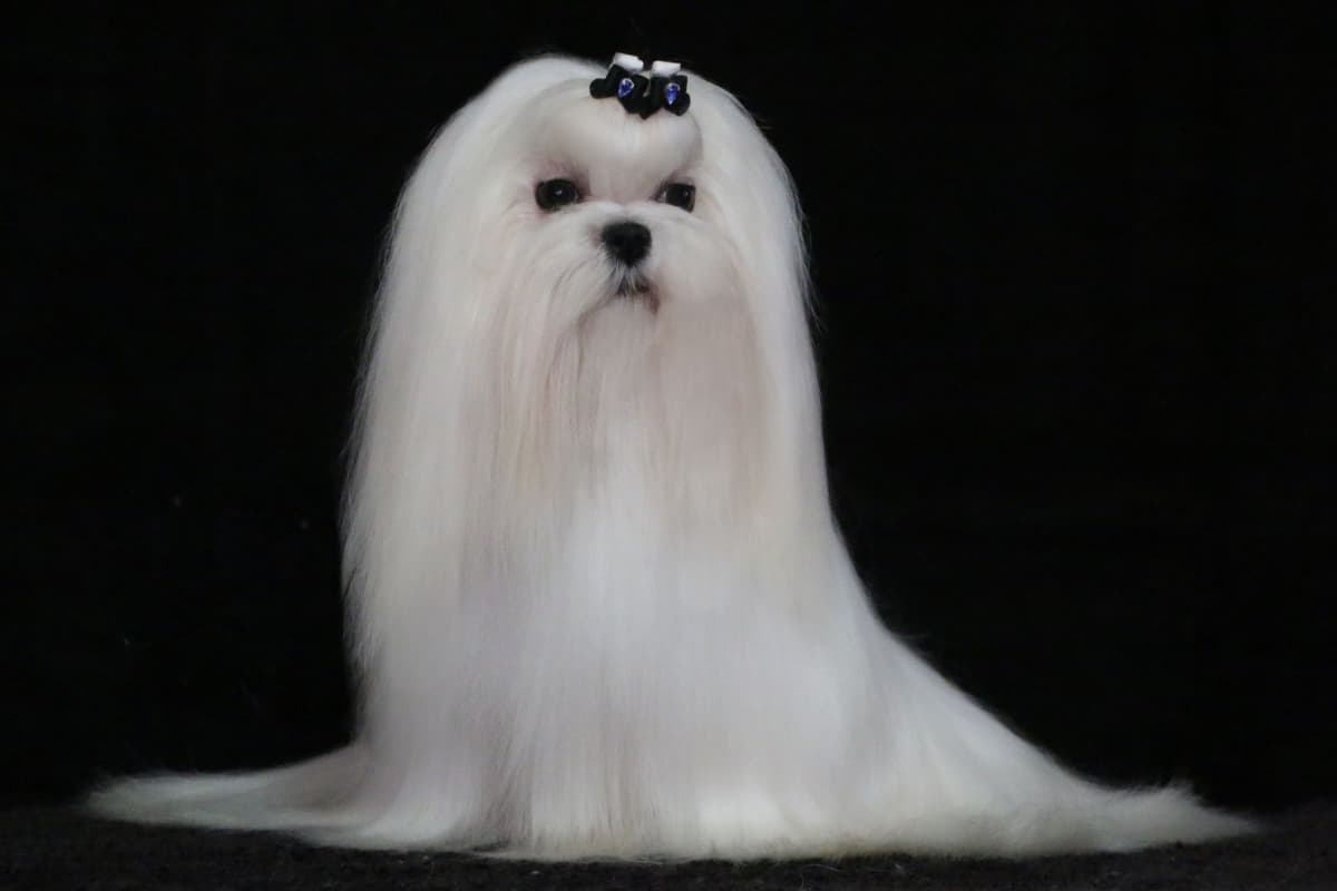 Maltese Puppies Available Soon❣️❣️ breeder image 34