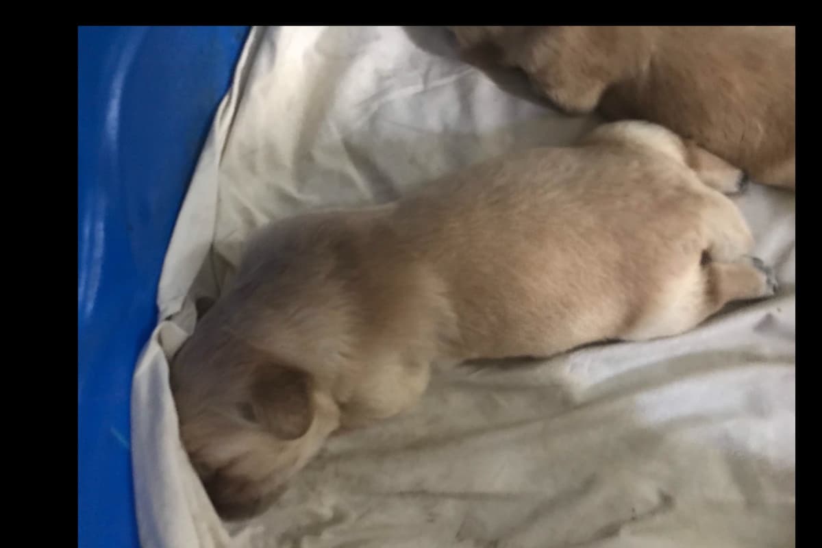 Golden Retriever Puppies breeder image 3