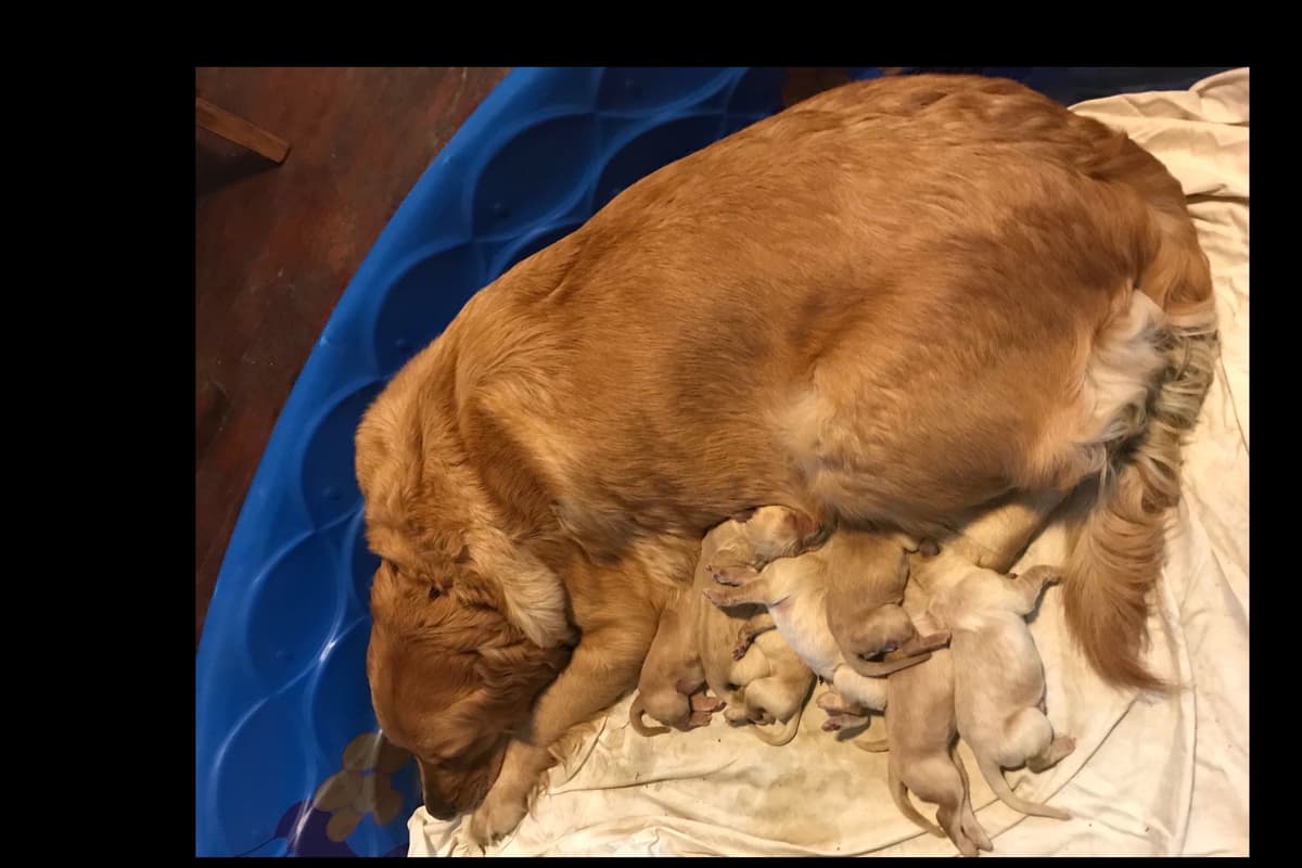 Golden Retriever Puppies breeder image 4