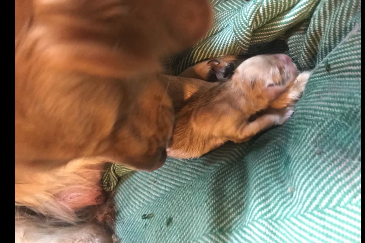 Golden Retriever Puppies breeder image 5