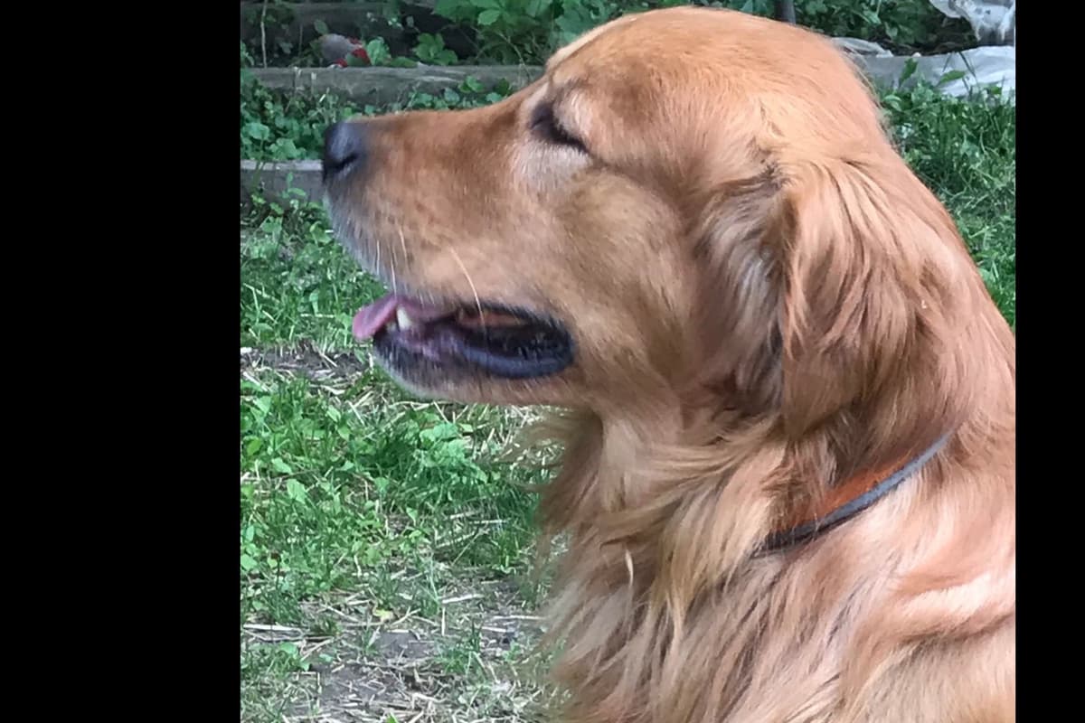 Golden Retriever Puppies breeder image 7