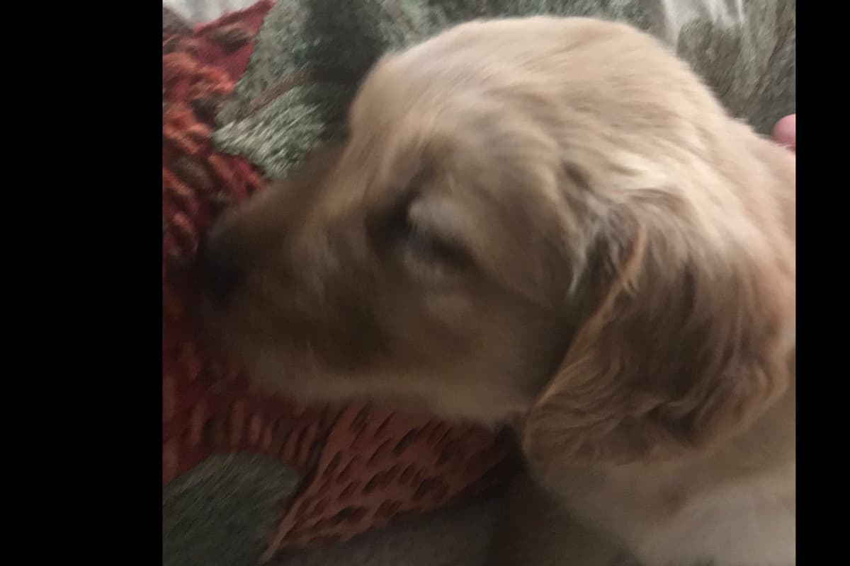 Golden Retriever Puppies breeder image 9