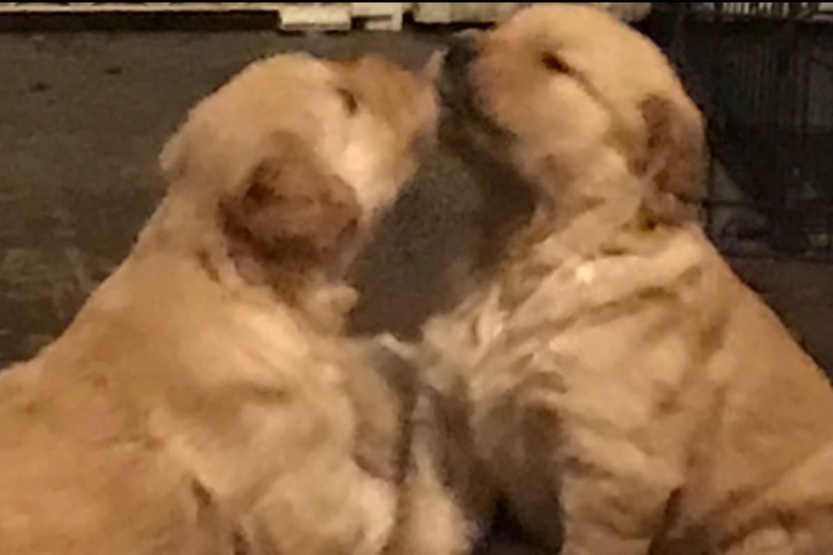 Golden Retriever Puppies breeder image 11
