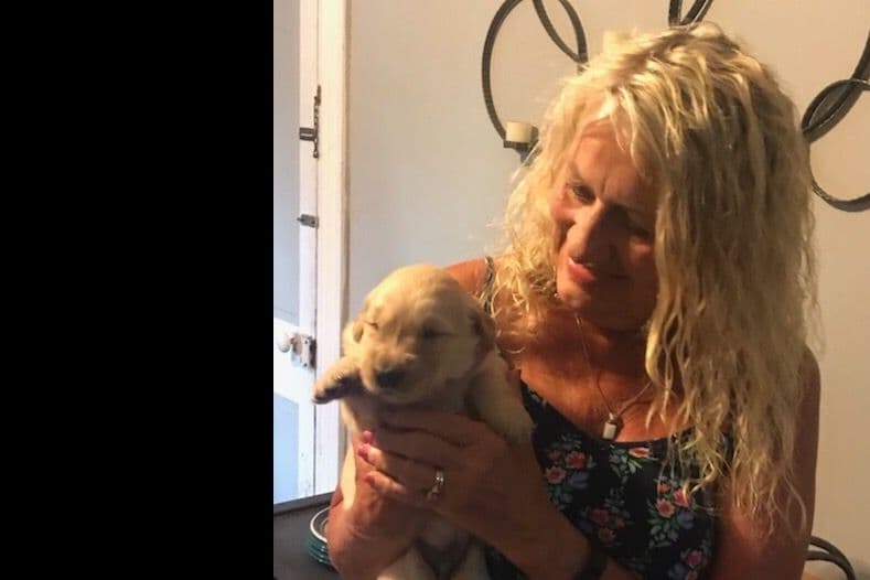 Golden Retriever Puppies breeder image 12