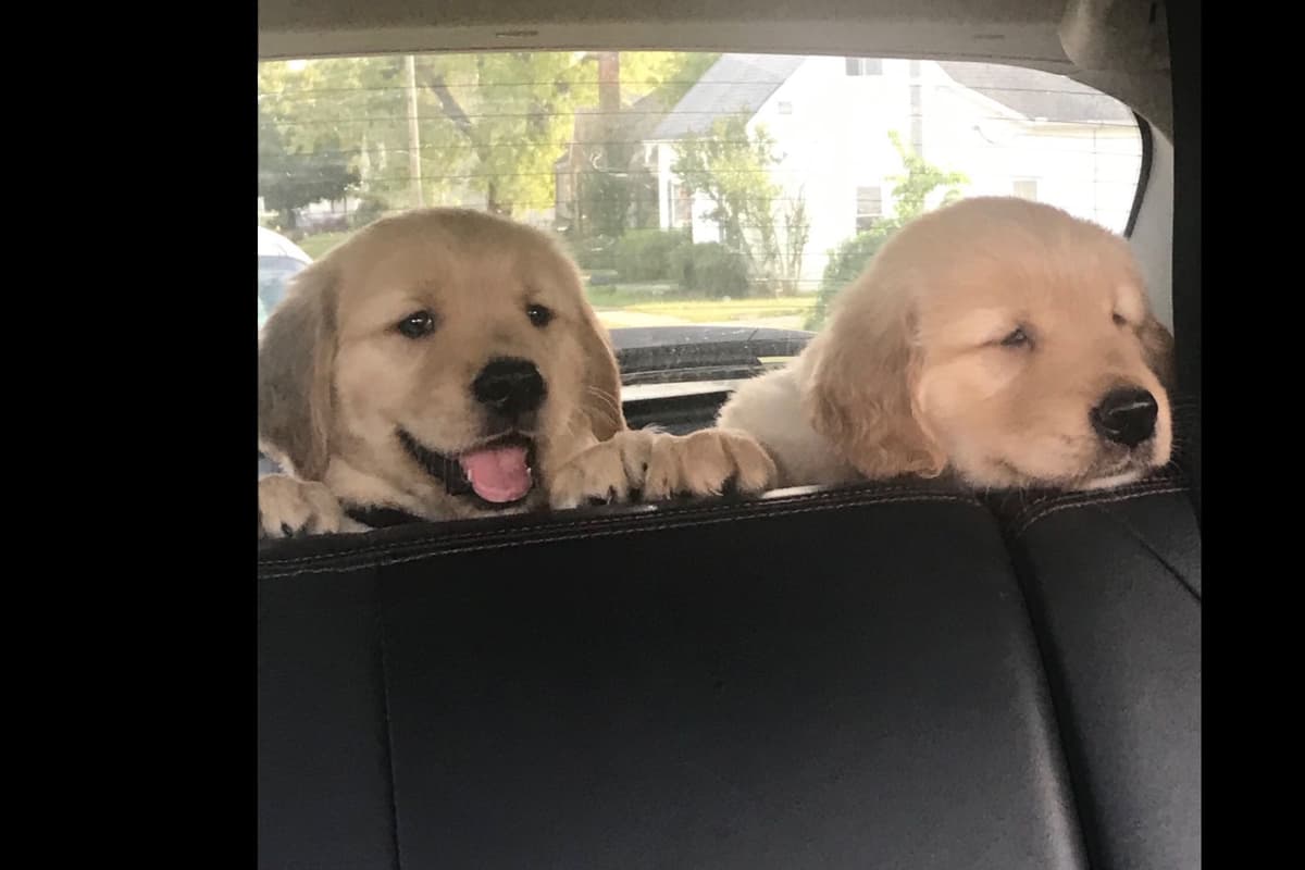 Golden Retriever Puppies breeder image 13