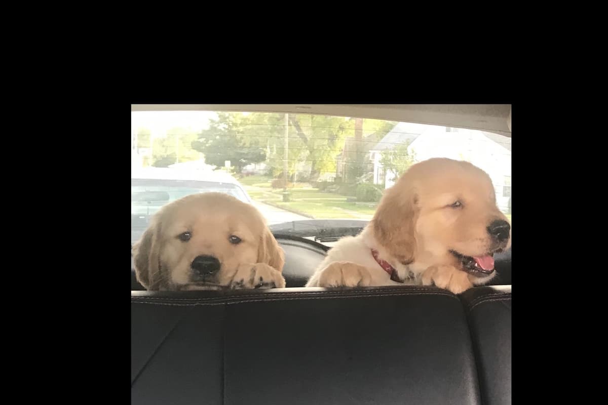 Golden Retriever Puppies breeder image 14