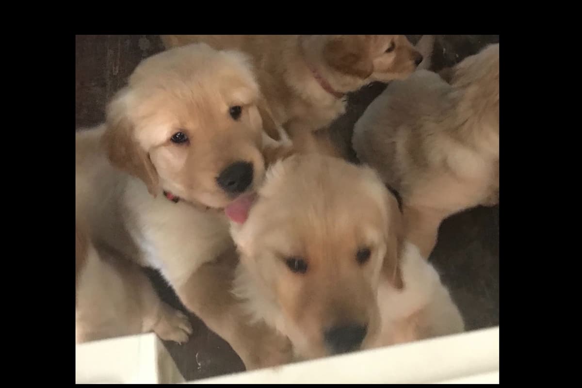 Golden Retriever Puppies breeder image 15