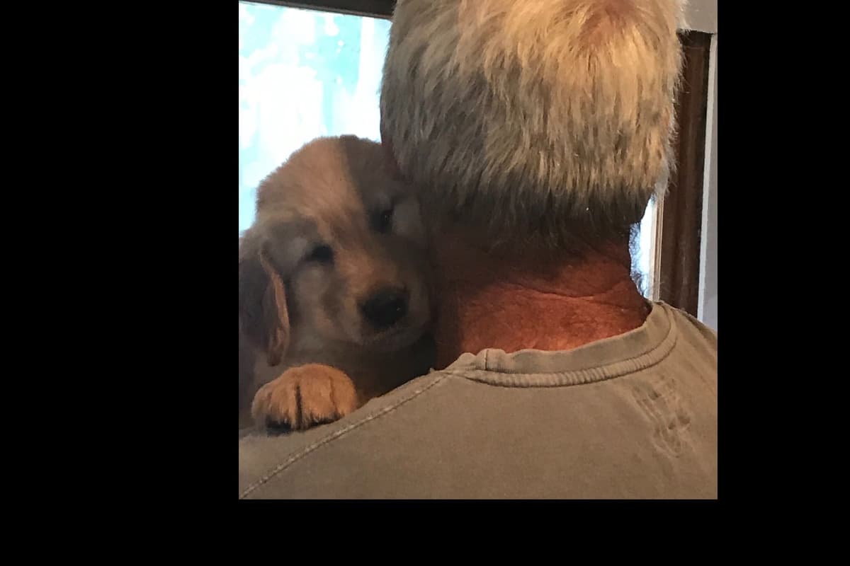 Golden Retriever Puppies breeder image 16