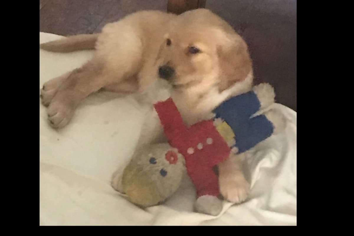Golden Retriever Puppies breeder image 17