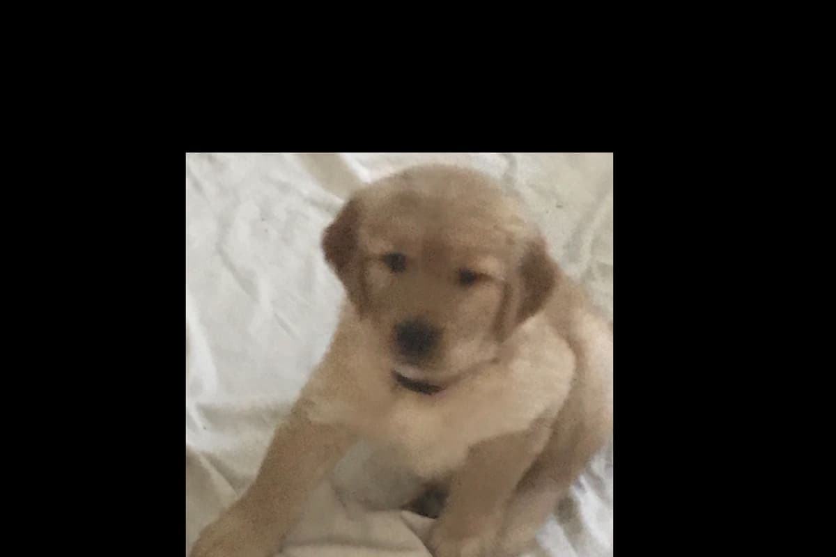 Golden Retriever Puppies breeder image 18
