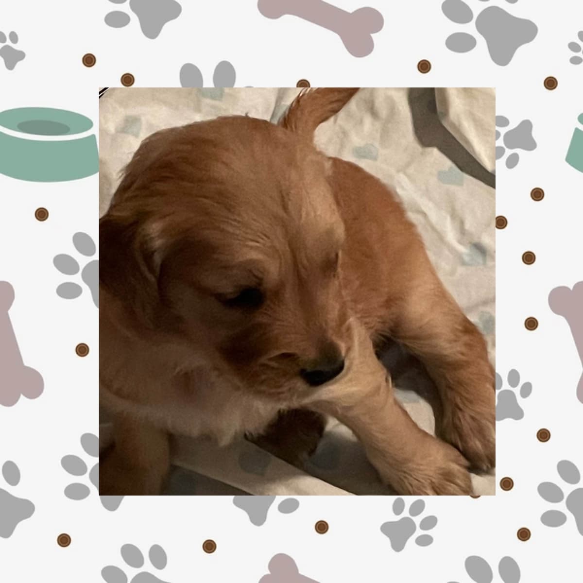 Golden Retriever Puppies breeder image 1