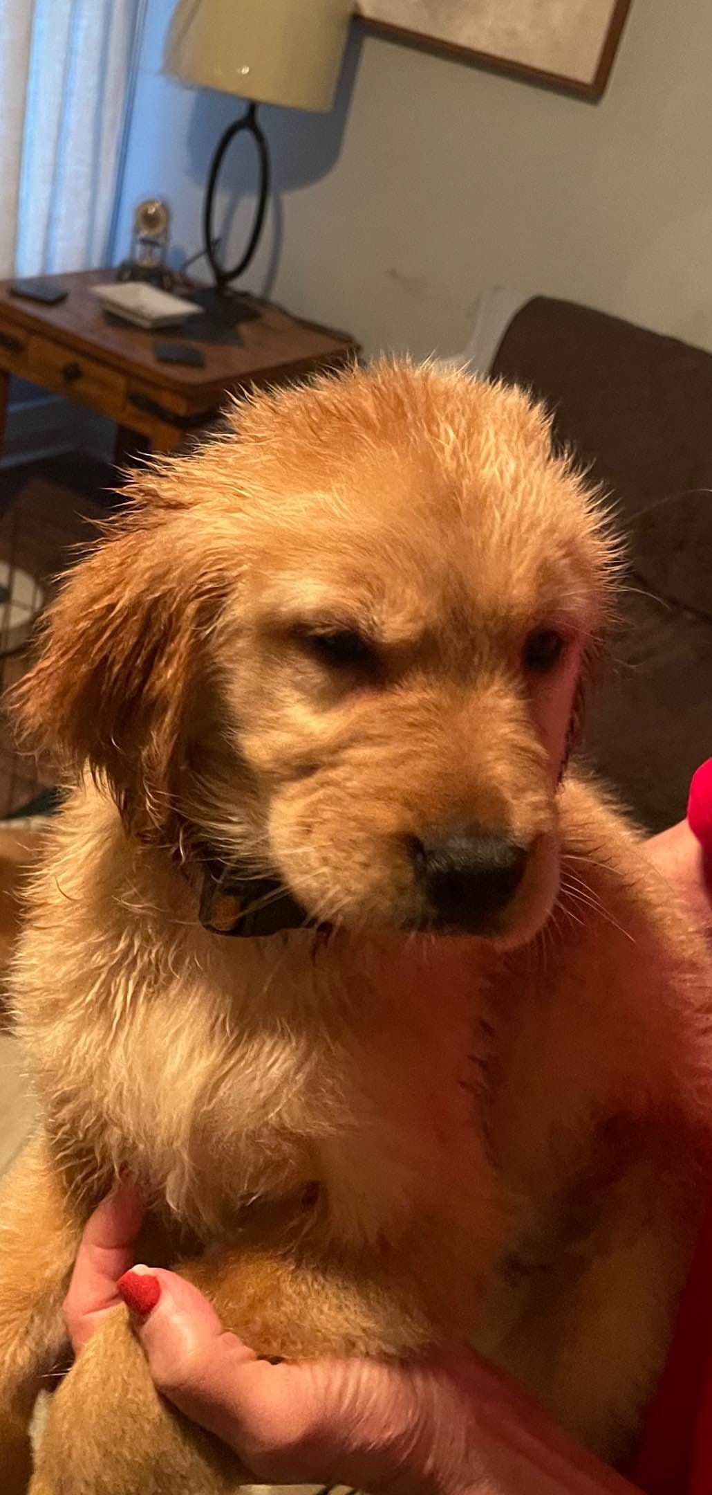Golden Retriever Puppies breeder image 19