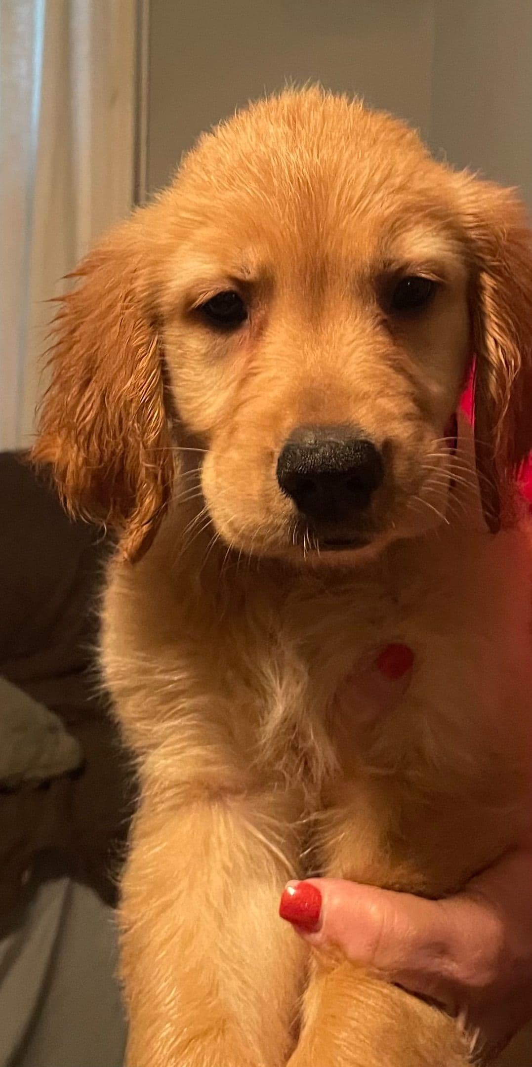 Golden Retriever Puppies breeder image 20