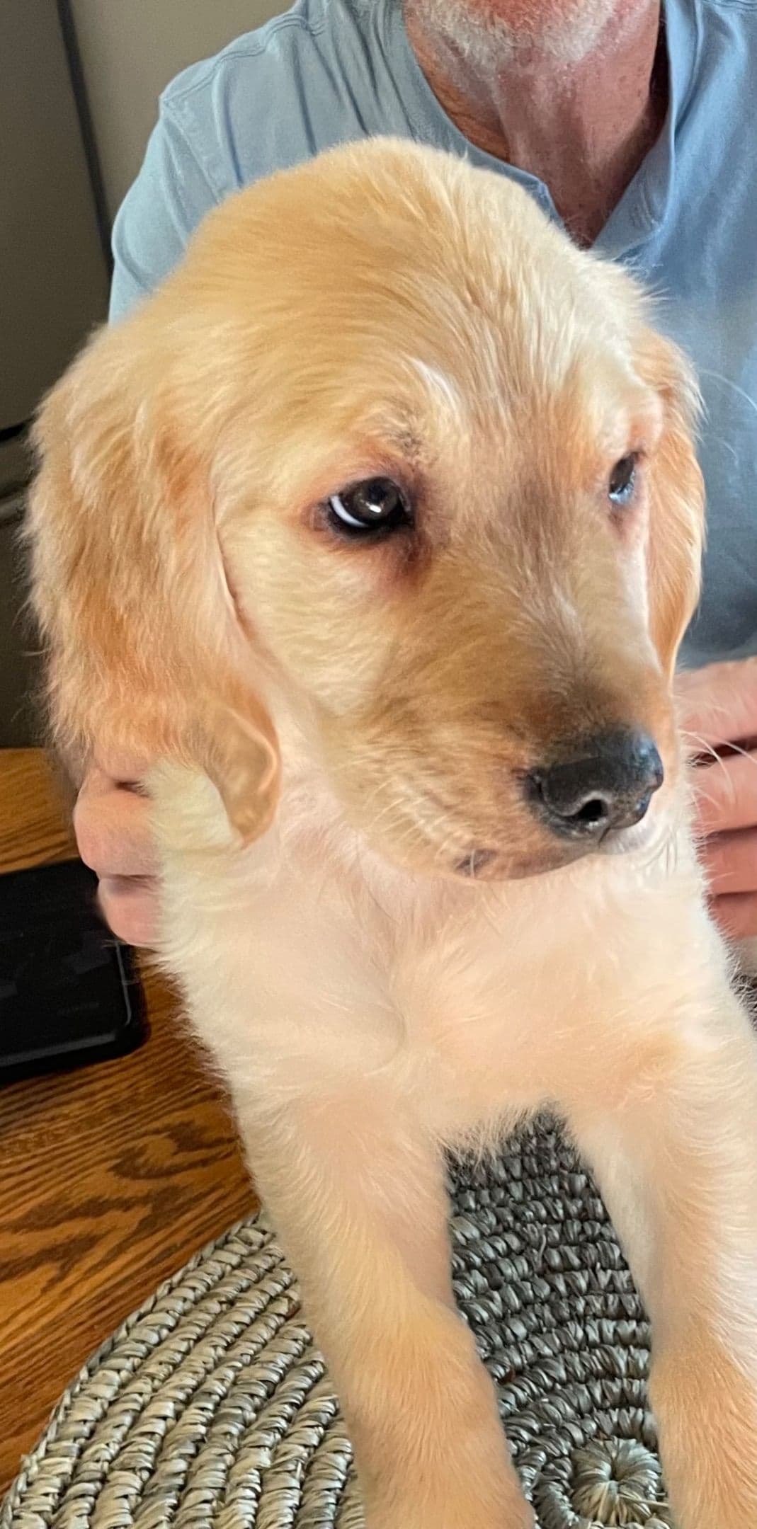 Golden Retriever Puppies breeder image 21