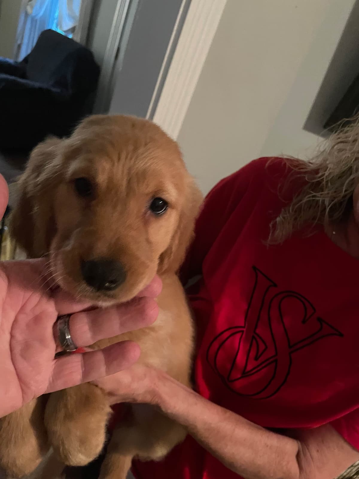 Golden Retriever Puppies breeder image 23