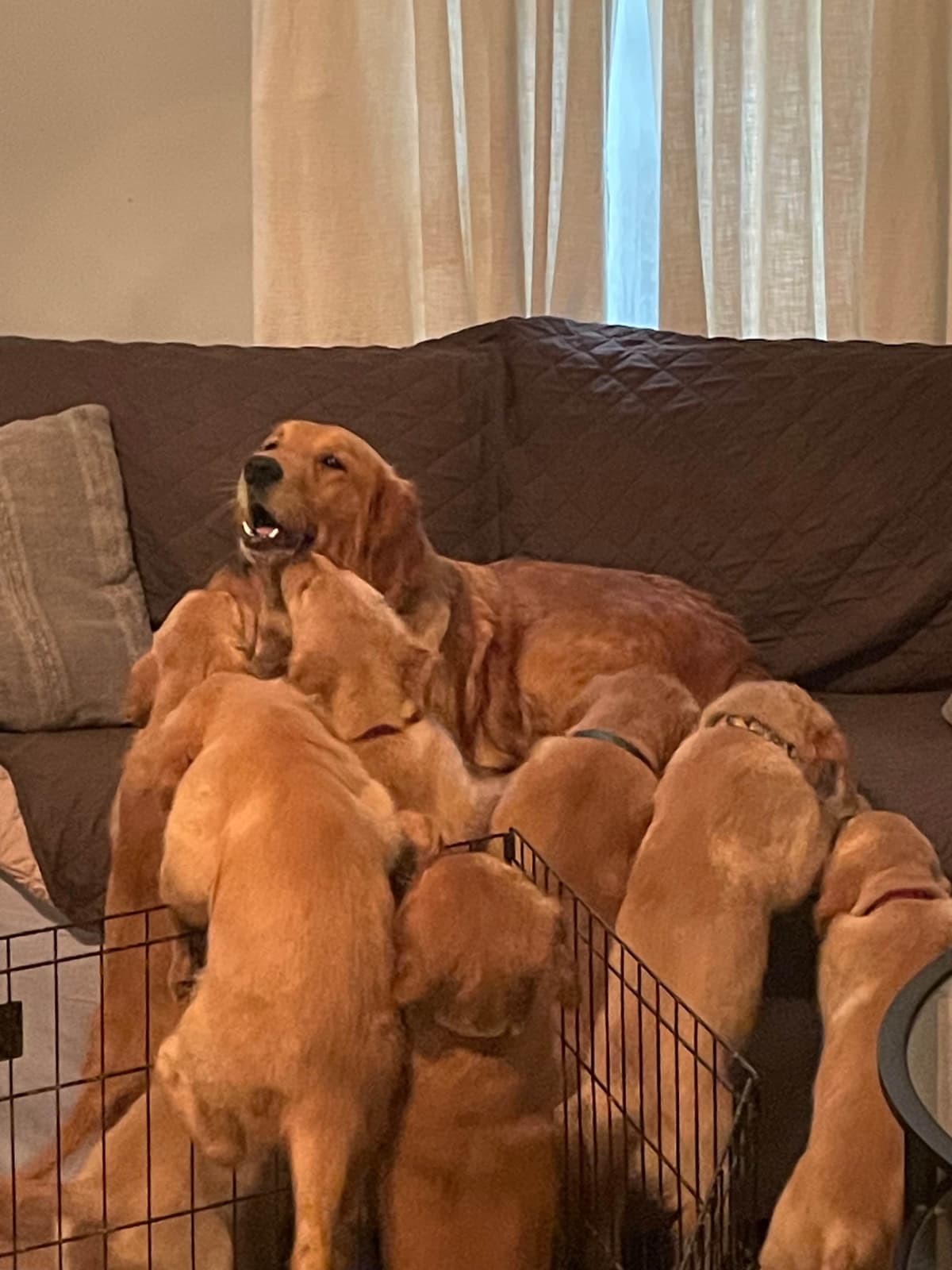 Golden Retriever Puppies breeder image 24
