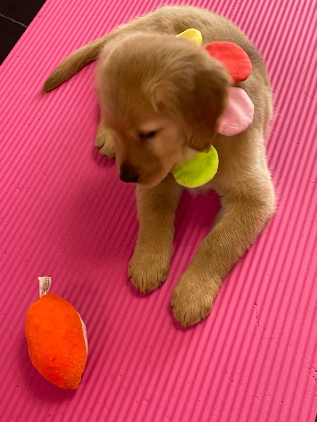 Golden Retriever Puppies breeder image 26