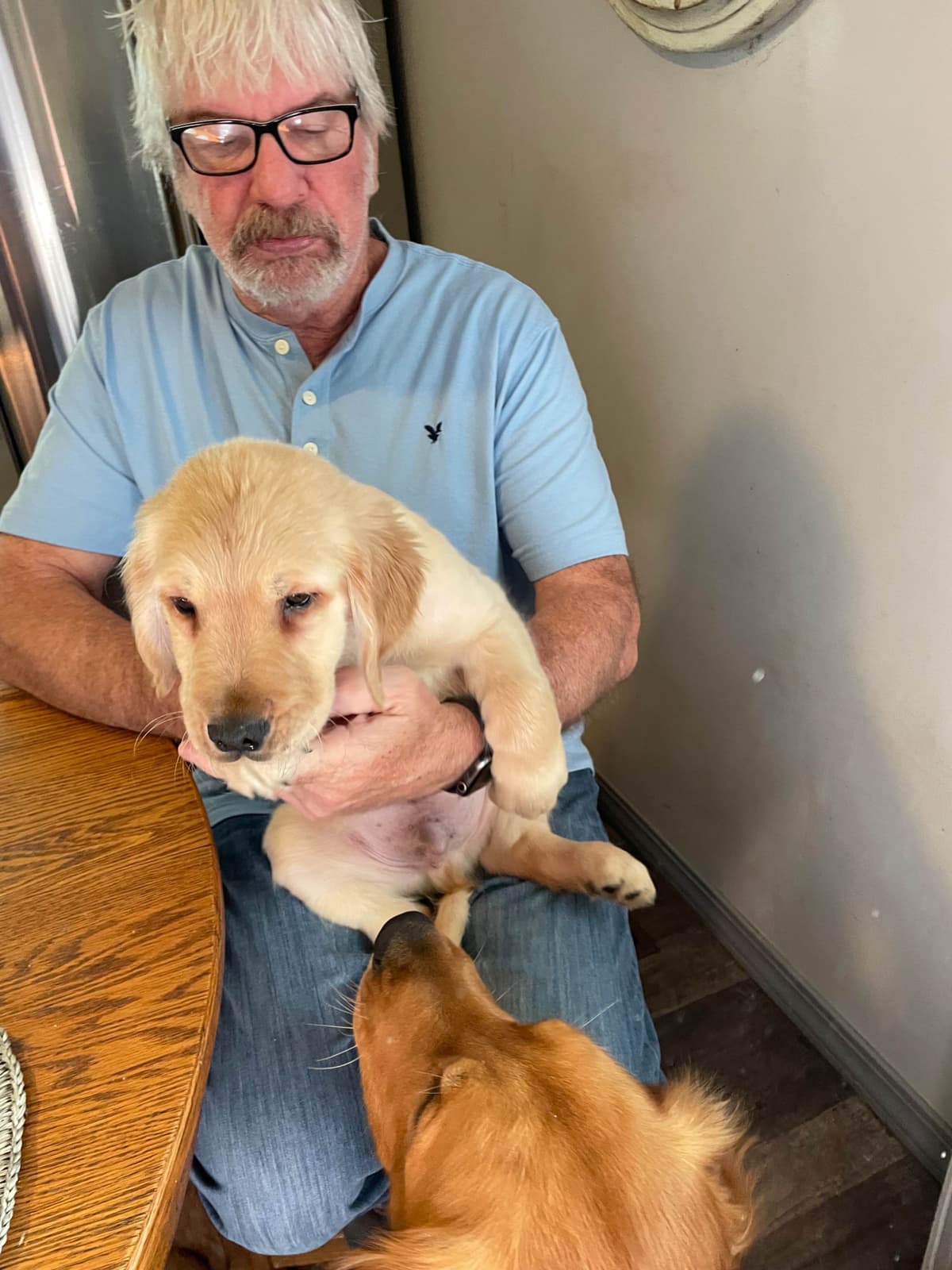 Golden Retriever Puppies breeder image 25