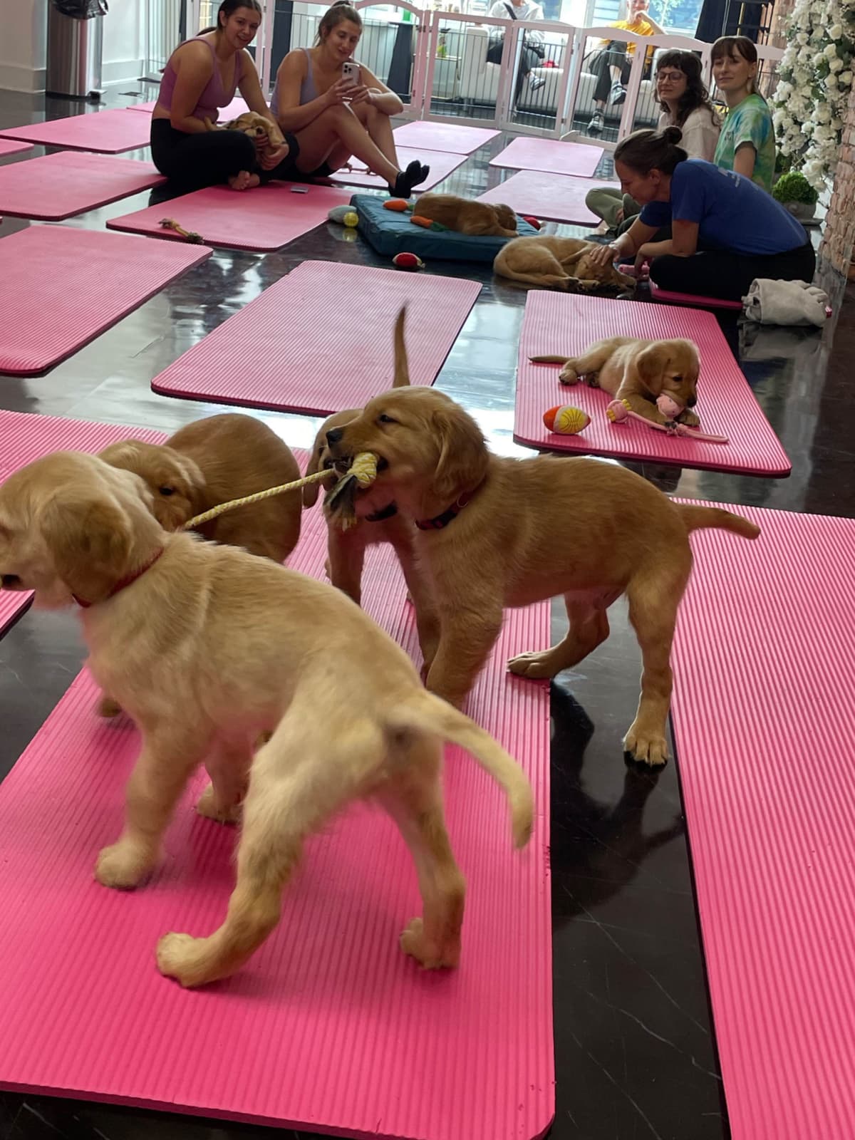 Golden Retriever Puppies breeder image 27