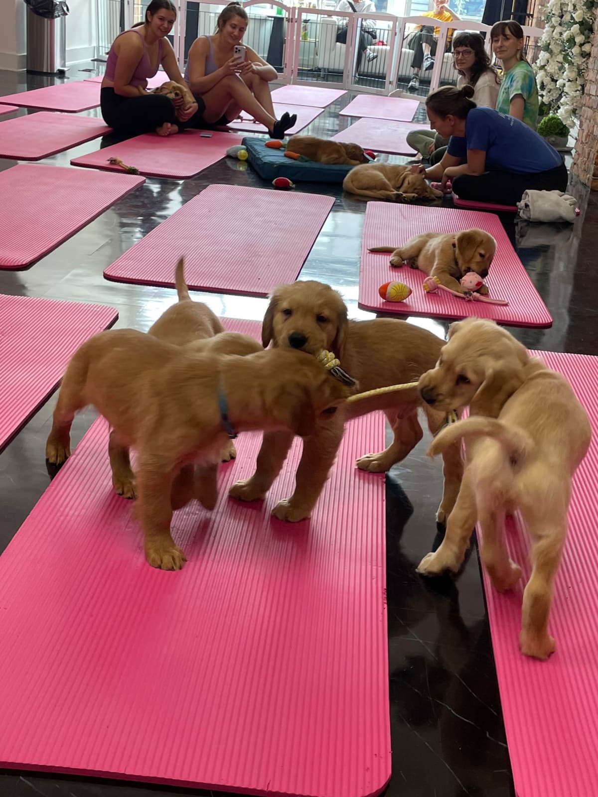 Golden Retriever Puppies breeder image 28
