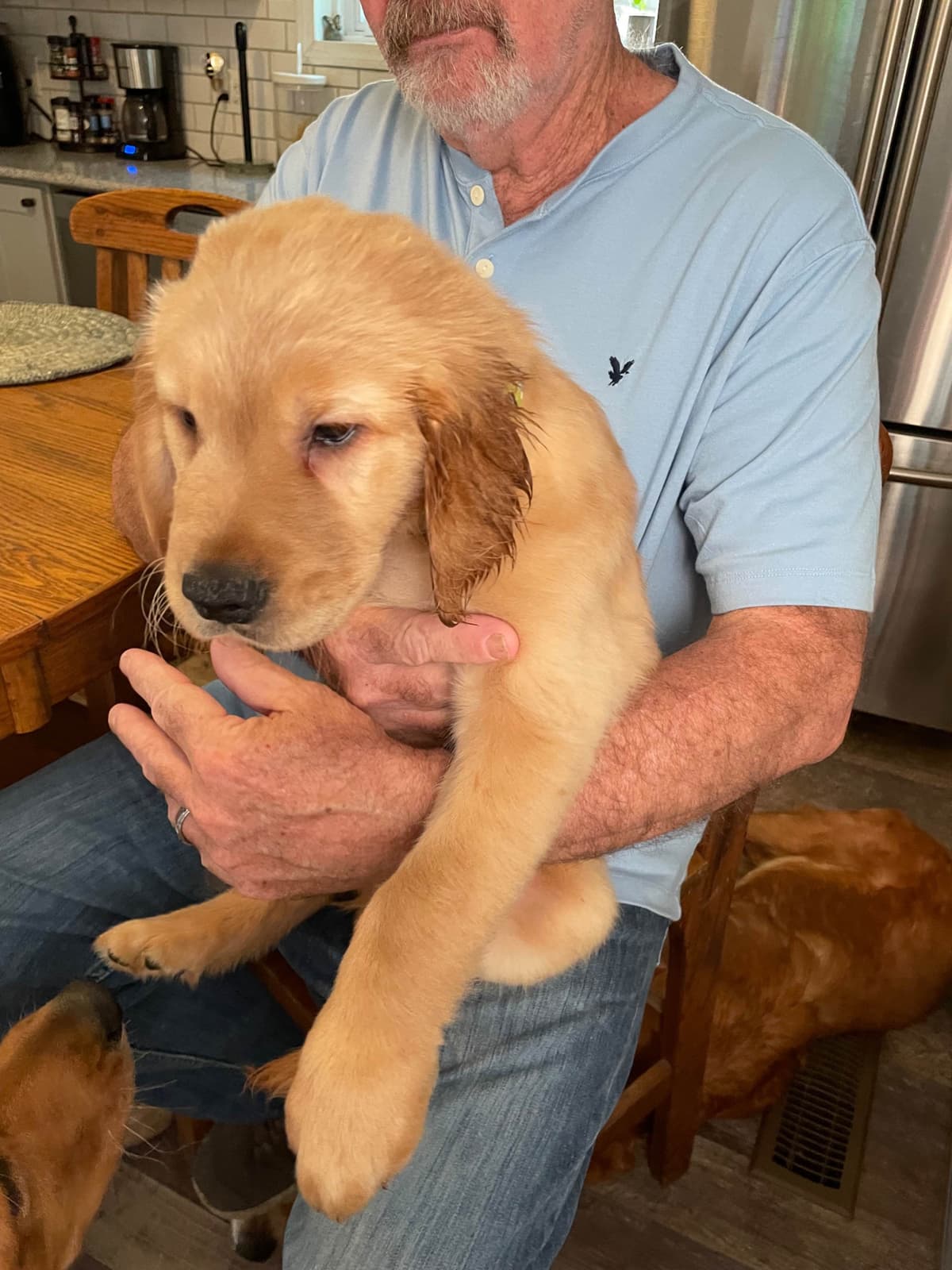 Golden Retriever Puppies breeder image 29
