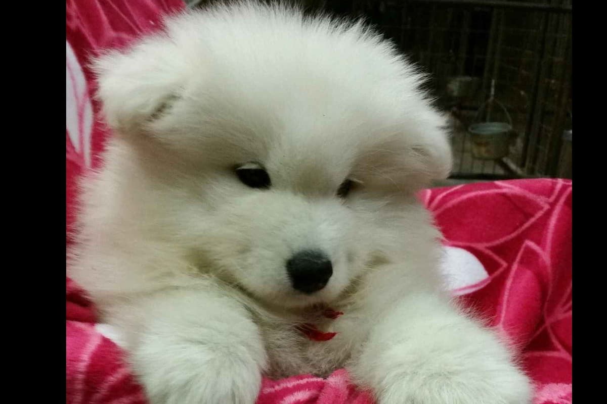 Samoyed Puppies breeder image 2