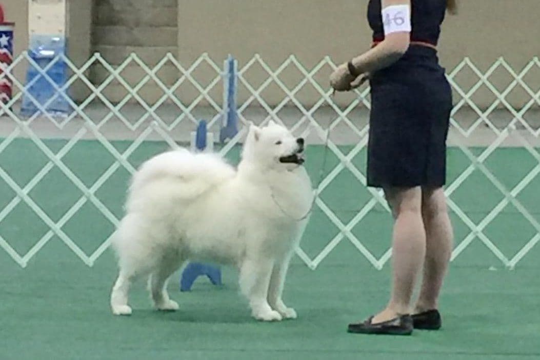 Samoyed Puppies breeder image 3