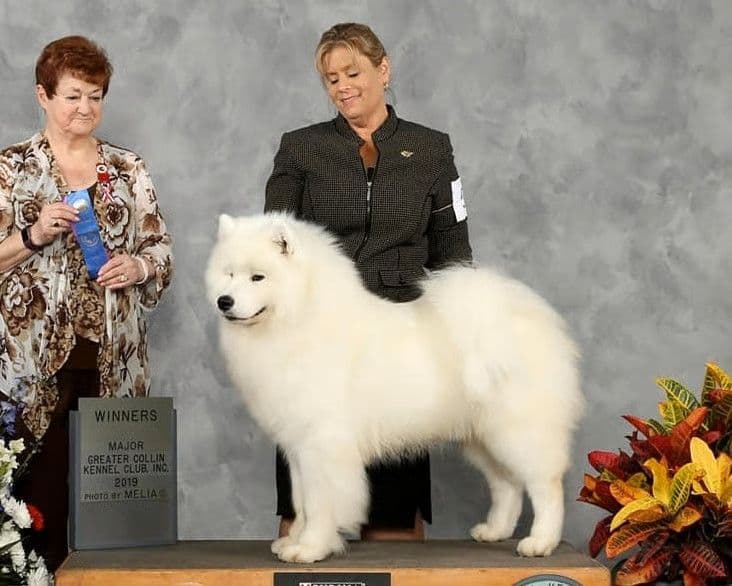 Samoyed Puppies breeder image 4