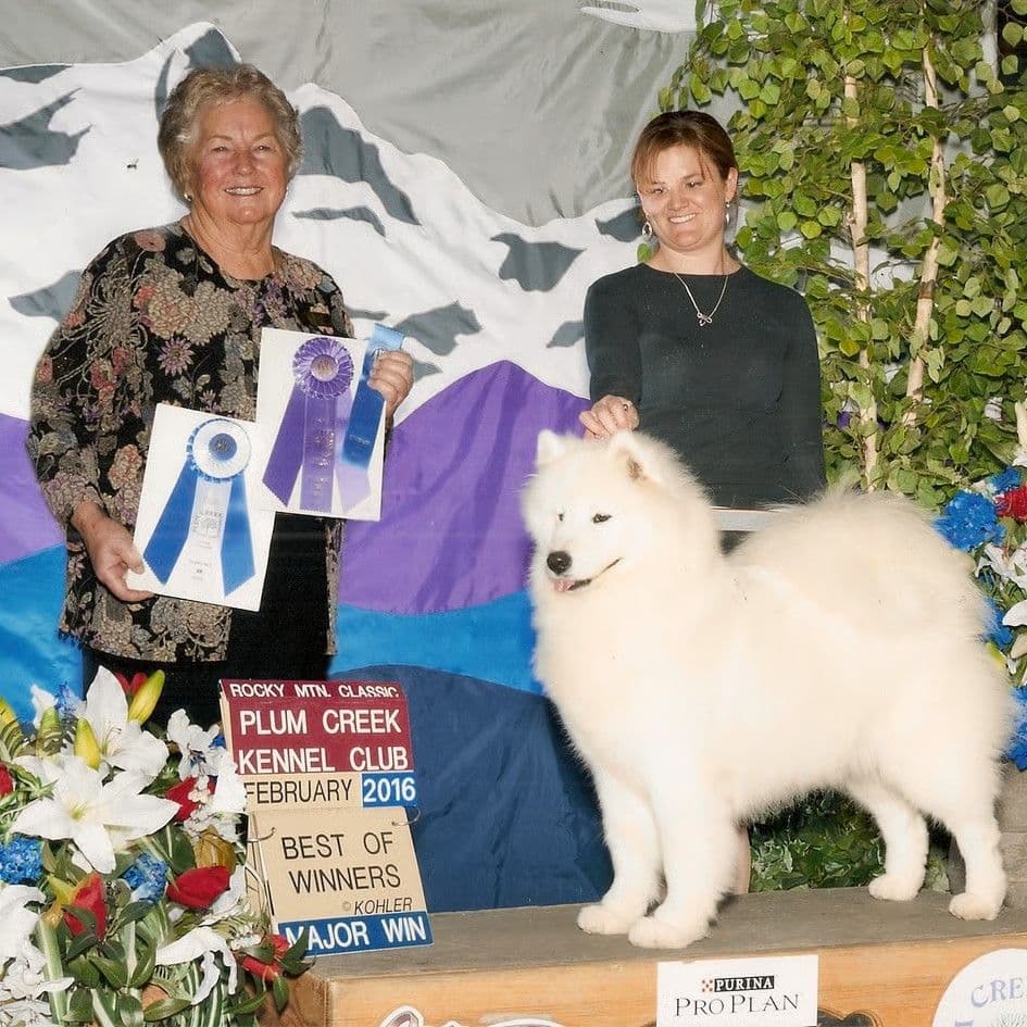 Samoyed Puppies breeder image 5