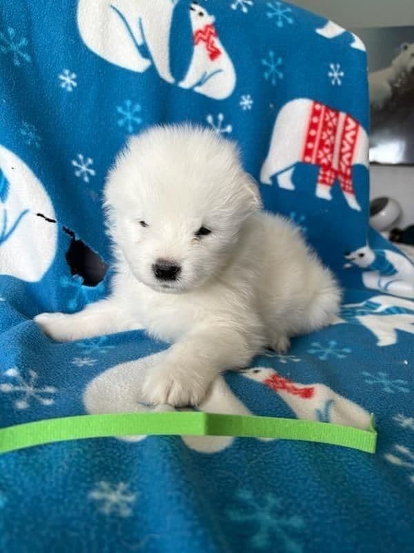 Samoyed Puppies media 2
