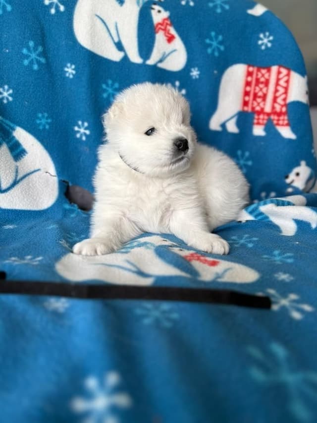 Samoyed Puppies media 5