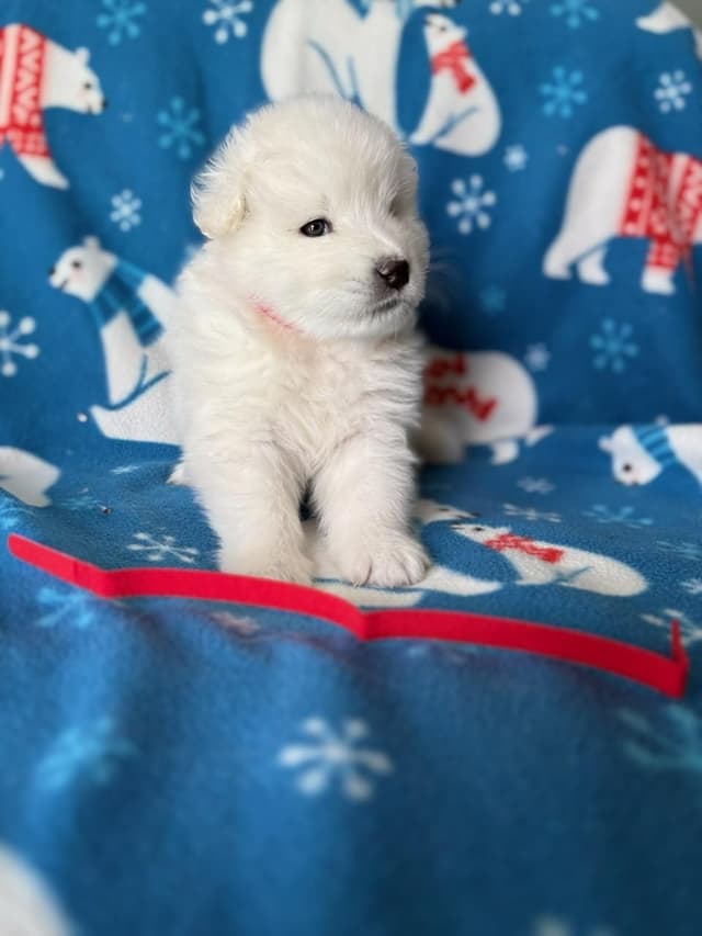 Samoyed Puppies media 4