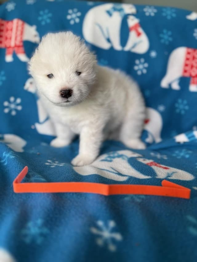 Samoyed Puppies media 6