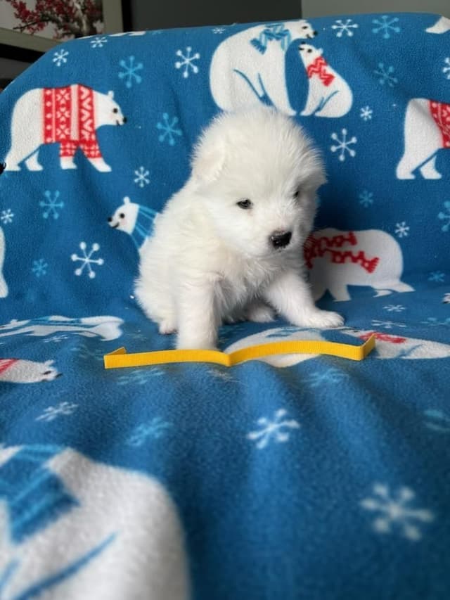 Samoyed Puppies media 7